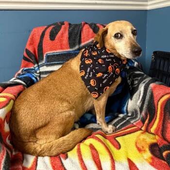 Blossom -  Beagle Dog for Adoption in Sunderland, Maryland - Blossom | PetCurious