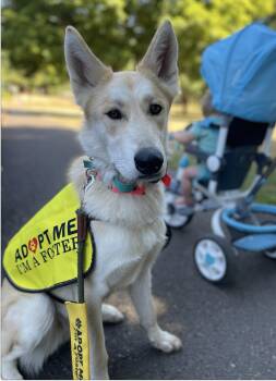 Rescue Husky Dogs for Adoption in Los Angeles, California - SURI (A Perfect Girl!) | PetCurious