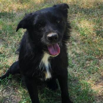 Rescue Terrier and Shar Pei Dogs for Adoption in Austin, Texas - Stanley JuM* | PetCurious