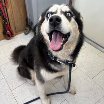 Mixed Breed Dogs Available for Adoption - Sylvia | PetCurious