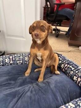 Puddin -  Chihuahua and Mixed Breed Dog for Adoption in Albertville, Alabama - Puddin | PetCurious
