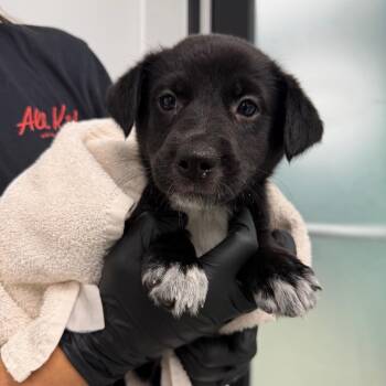 Batgirl -  Collie and Mixed Breed Dog for Adoption in Abilene, Texas - Batgirl | PetCurious
