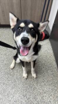 Huckleberry -  Husky Dog for Adoption in Van Wert, Ohio - Huckleberry | PetCurious