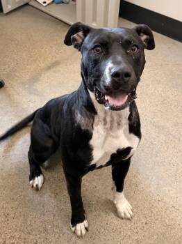 Vivian -  Pit Bull Terrier Dog for Adoption in Cleveland, Ohio - Vivian | PetCurious