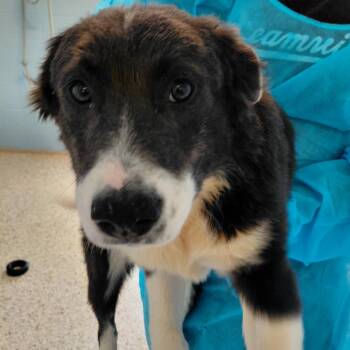 Mixed Breed Dogs Available for Adoption in Loxahatchee Groves, Florida - FIG  7278 | PetCurious