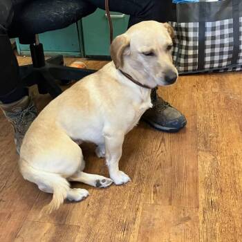 Basset Hound Dogs Available for Adoption - Eve | PetCurious