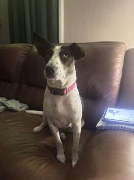 Rosie -  Pit Bull Terrier Dog for Adoption in Lafayette, Colorado - Rosie | PetCurious