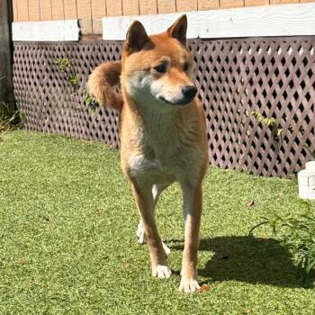 Fancy 0973 -  Shiba Inu Dog Available for Adoption in Loxahatchee Groves, Florida - Fancy 0973 | PetCurious