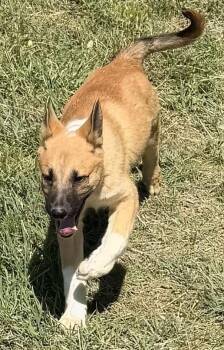 SCARLETT -  German Shepherd Dog and Border Collie Dog Available for Adoption in Sebec, Maine - SCARLETT | PetCurious