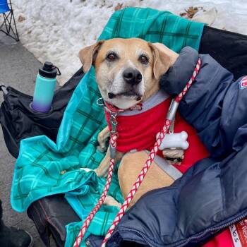 Bella2 -  Labrador Retriever and Terrier Dog for Adoption in Bloomfield, Connecticut - Bella2 | PetCurious
