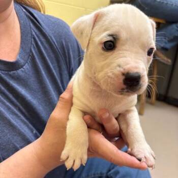 Nanny Nugget -  American Bulldog and Mixed Breed Dog for Adoption in New Fairfield, Connecticut - Nanny Nugget | PetCurious