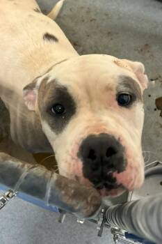 Rescue Pit Bull Terrier Dogs for Adoption in Roanoke, Virginia - Luna | PetCurious