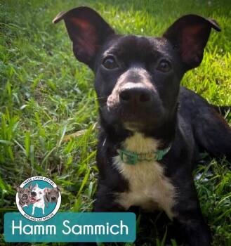Hamm Sammich -  Pit Bull Terrier Dog for Adoption in Friendswood, Texas - Hamm Sammich | PetCurious