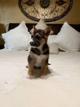 Husky Dogs Available for Adoption - Kurt | PetCurious