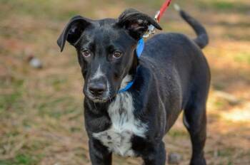 Hound Dogs Available for Adoption - Weston | PetCurious