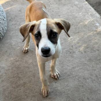 Rescue Jack Russell Terrier Dogs for Adoption in Houston, Texas - Jensen | PetCurious