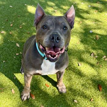 Rescue Mixed Breed Dogs for Adoption in Titusville, Florida - Manatee | PetCurious