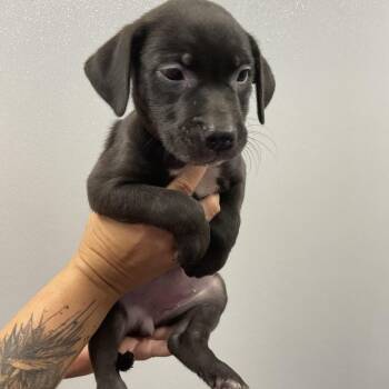 Adriana -  Mixed Breed Dog for Adoption in Saint Joseph, Missouri - Adriana | PetCurious