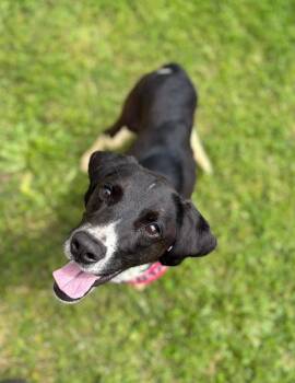 Hound Dogs Available for Adoption in Fayetteville, Arkansas - Birdie | PetCurious