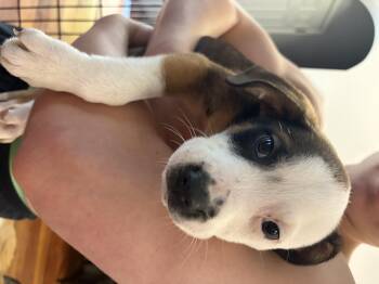 DOGFISH 2026-343 -  Labrador Retriever Dog for Adoption in Winder, Georgia - DOGFISH 2026-343 | PetCurious