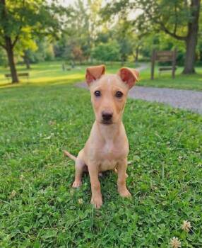 Nora -  Feist Dog for Adoption in Glocester, Rhode Island - Nora | PetCurious
