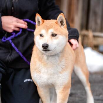 Shiba Inu Dogs Available for Adoption - Percy | PetCurious