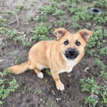 Shepherd and Corgi Dogs Available for Adoption in Carencro, Louisiana - Frisbee | PetCurious