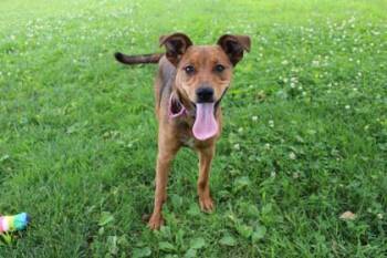 Missy -  Black Mouth Cur and Mixed Breed Dog for Adoption in Kansas City, Missouri - Missy | PetCurious