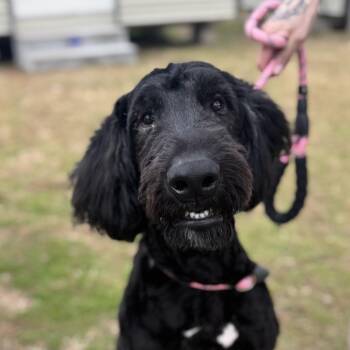 Giant Schnauzer and Poodle Dogs Available for Adoption in Houston, Texas - Cruz Terry | PetCurious