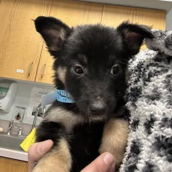 Chihuahua Dogs Available for Adoption - Anthony | PetCurious