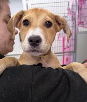Retriever and Shepherd Dogs Available for Adoption in Saugus, Massachusetts - Josh | PetCurious