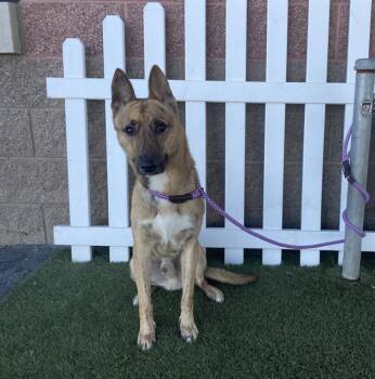 German Shepherd Dog and Mixed Breed Dogs Available for Adoption - A608195 | PetCurious