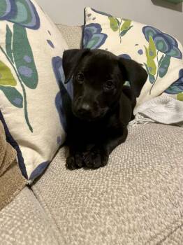 Call -  Labrador Retriever and Hound Dog for Adoption in Rock Hill, South Carolina - Call | PetCurious