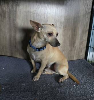 Chihuahua Dogs Available for Adoption - Chico | PetCurious