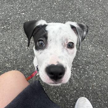 Benson -  Pit Bull Terrier Dog for Adoption in Charlotte, North Carolina - Benson | PetCurious