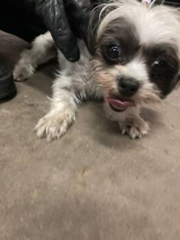 Shih Tzu and Mixed Breed Dogs Available for Adoption in Dallas, Texas - TINY BABY | PetCurious