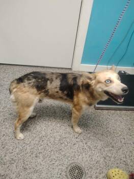 Australian Shepherd and Mixed Breed Dogs Available for Adoption in Kendallville, Indiana - Zuko | PetCurious