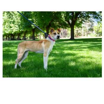 Roja -  Cattle Dog and Chihuahua Dog for Adoption in Tacoma, Washington - Roja | PetCurious