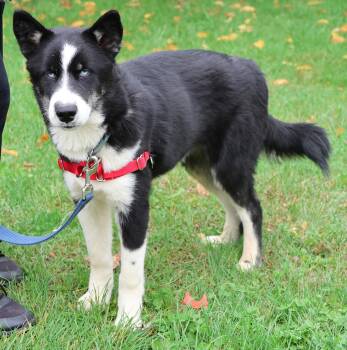 Anakin -  Husky Dog for Adoption in Harrison, New York - Anakin | PetCurious