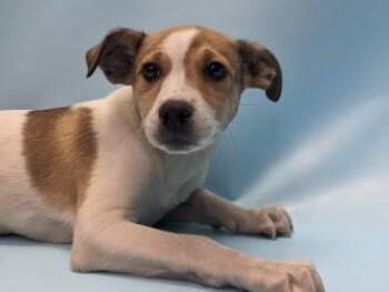 Charlotte -  Beagle and Mixed Breed Dog for Adoption in Golden Valley, Minnesota - Charlotte | PetCurious