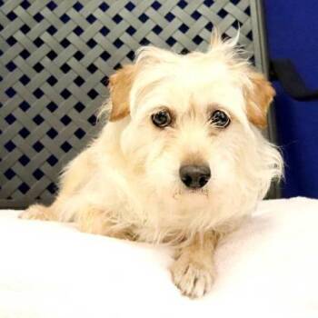 Michaelangelo -  Terrier Dog for Adoption in Fort Davis, Texas - Michaelangelo | PetCurious