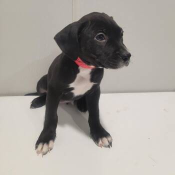 Saylor -  Terrier Dog for Adoption in Tampa, Florida - Saylor | PetCurious