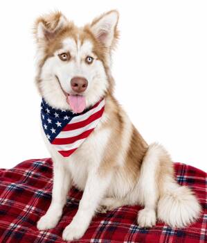 Whiskey -  Border Collie Dog for Adoption in Mount Laurel Township, New Jersey - Whiskey | PetCurious