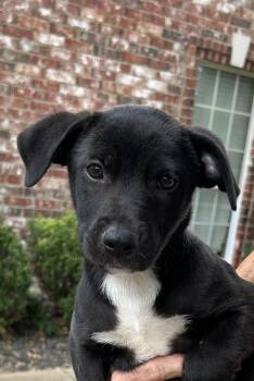 Daisy - Dukes of Hazzard pups -  Labrador Retriever Dog for Adoption in Horn Lake, Mississippi - Daisy - Dukes Of Hazzard Pups | PetCurious