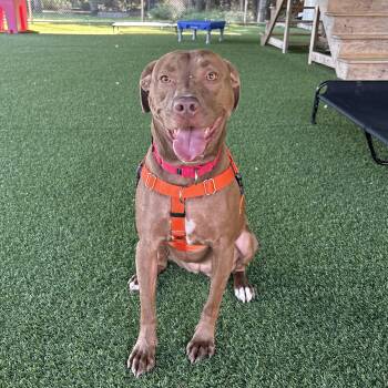 Rescue Labrador Retriever Dogs for Adoption in Eatontown, New Jersey - Cannoli | PetCurious