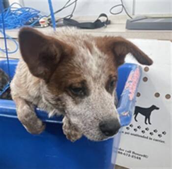BOBO -  Mixed Breed Dog for Adoption in Dallas, Texas - BOBO | PetCurious