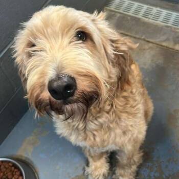 Mixed Breed Dogs Available for Adoption in Gadsden, Alabama - Atlas | PetCurious