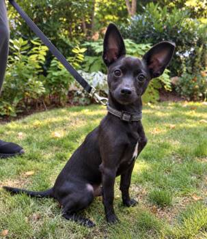 Enzo -  Chihuahua and Dachshund Dog for Adoption in Puyallup, Washington - Enzo | PetCurious