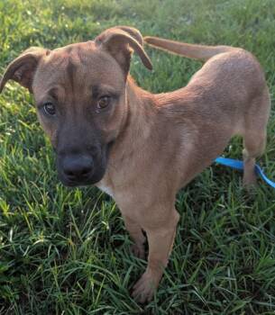 Buttercup -  Black Mouth Cur Dog for Adoption in Fort Myers, Florida - Buttercup | PetCurious