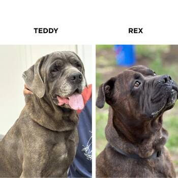 Rescue Mastiff and Cane Corso Dogs for Adoption in Cranbrook, British Columbia - Teddy & Rex (bonded Pair) | PetCurious